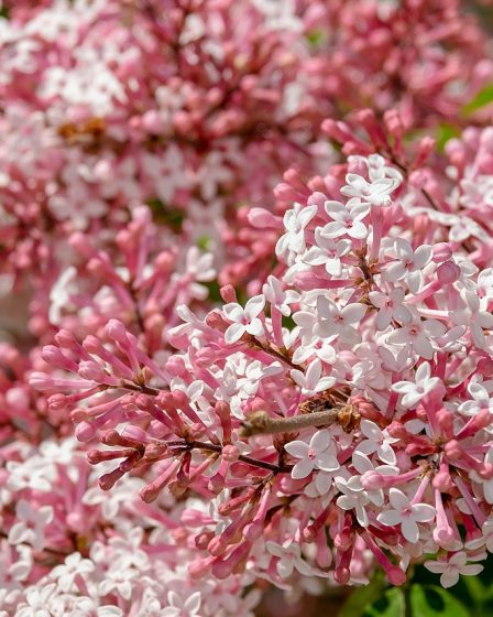 caractéristiques et entretien du lilas des indes sur tige
