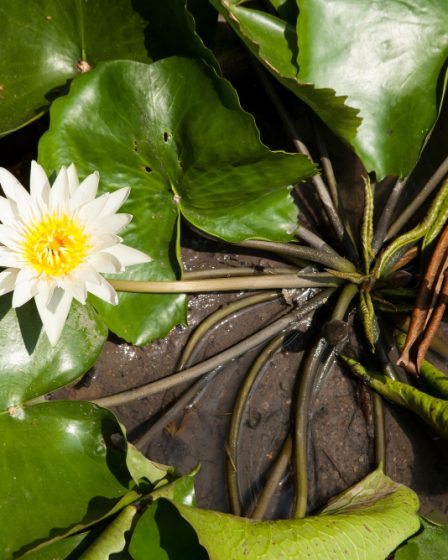 Aménager un bassin de plantes aquatiques pour un jardin zen