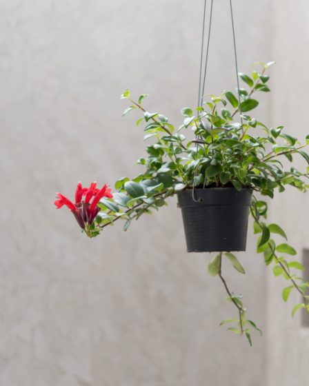 Les secrets pour sélectionner des plantes suspendues qui sublimeront votre intérieur